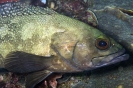 groupers_3